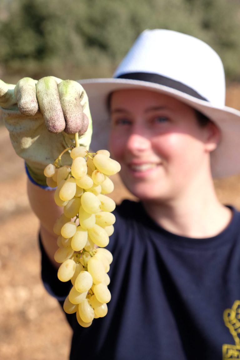 Building peace by picking grapes