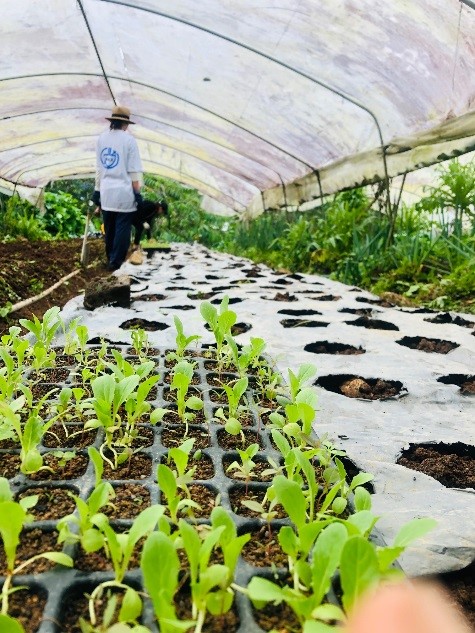 Wonderful days at farming workcamp in Malaysia