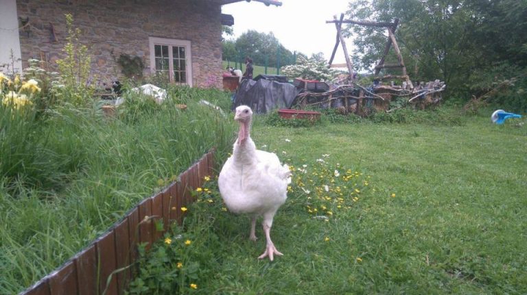 The first living fairy tale in Slovenia
