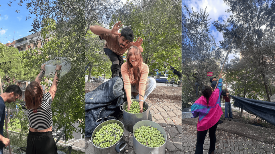 Volunteers picking olives