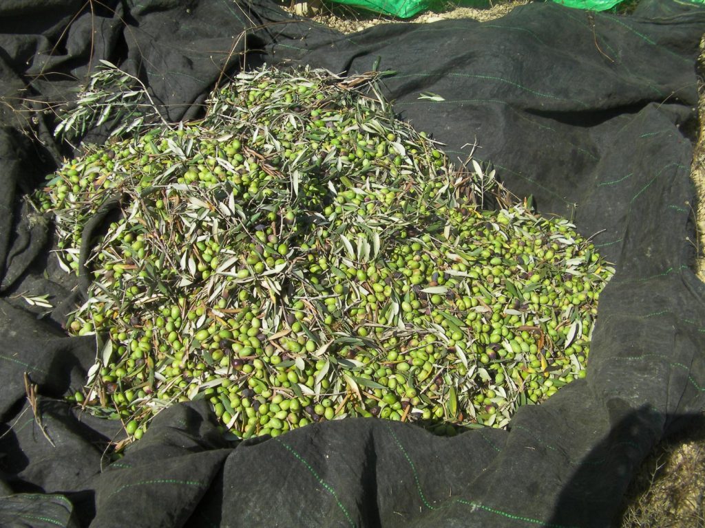 Olives, just harvested