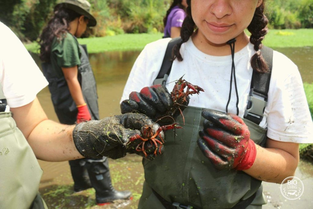 Volunteer holding a crab covered in mud.