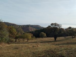 Bozevce village field