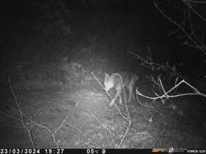 Wolf caught on nightcam